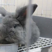 خرگوش لوپ هلندی|موش و خرگوش|تهران, دروازه شمیران|دیوار