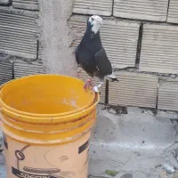 کبوتر ابلق