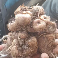 پیاز زعفران سه گنبد فاروج