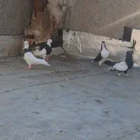 کبوترکفتر|پرنده|مشهد, آزادشهر|دیوار