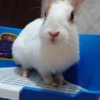 خرگوش نر ۴ماهه|موش و خرگوش|خرمشهر, |دیوار