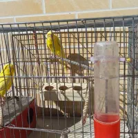 یک جفت مرغ عشق زرد|پرنده|بروجن, |دیوار