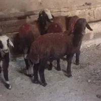 بره نر و ماده
