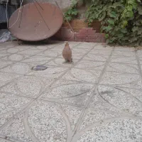 المانی زرد