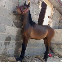 اسب نریون|اسب و تجهیزات اسبسواری|مرودشت, دولت آباد|دیوار