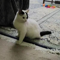 گربه مهربون|گربه|یزد, |دیوار