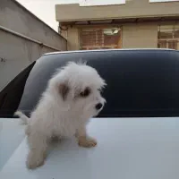 توله شیتزو دوماهه جنسیت نر بسیار باهوش و خوشگل