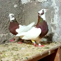 کبوتر طوقی سرخ .طوق سبز.لیلک شازده.پلاکی شهری