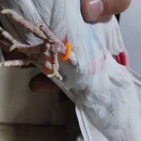 کبوتر پرشی .ازبلندی شب گرفتم|پرنده|تهران, مولوی|دیوار