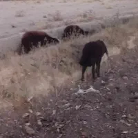 گوسفند میش بره