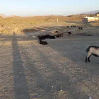 بز محلی قیمت مناسب