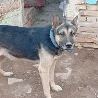 سگ ژرمن شپرد