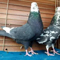 جفت رستاخیز|پرنده|تهران, نیروی هوایی (پیروزی)|دیوار