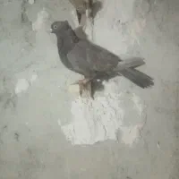 ماده بهبهونی|پرنده|مرودشت, نقش رستم|دیوار