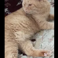 گربه اسکاتیش فولد|گربه|بابل, |دیوار