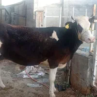 گاو ابستن با نامه دکتر