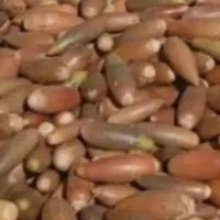 بلوط خوارک دام میش بز گاو