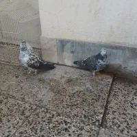 کبوتر پرشی|پرنده|نوشهر, |دیوار