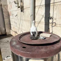 کفتر دم قهوه ای و سرخ گوک