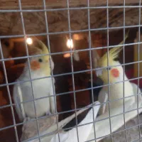 دوجفت عروس هلندی رام|پرنده|مهرستان, |دیوار