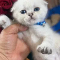 گربه اسکاتیش