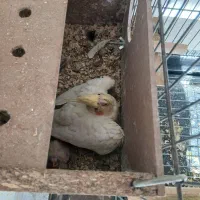 فروش یک جفت عروس با جوجه|پرنده|یزد, |دیوار