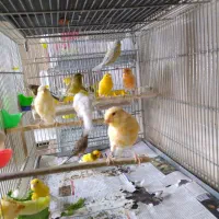 قناری رسمی معمولی و سوپری و پرستار همه آماده