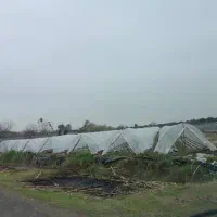 اجاره-گلخانه