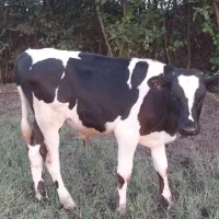 ( گاو )  گوساله نر هلیشتاین