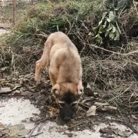 توله ماده الابای|سگ|خان ببین, |دیوار