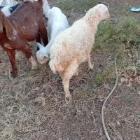 دو عدد بره ماده|حیوانات مزرعه|فردوس (خراسان), |دیوار