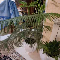 کاج مطبق ۳ ساله ۴طبقه همراه با گلدان سرامیکی|گل و گیاه طبیعی|رشت, جهاد|دیوار