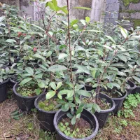 فروش گل و گیاه فوتونیا یاس شمشاد|گل و گیاه طبیعی|کلاچای, |دیوار