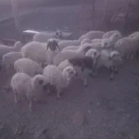 بره نر|حیوانات مزرعه|جیرفت, |دیوار