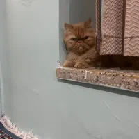 پرشین گارفیلدی