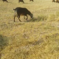 بز ماده سی پنج کیلو