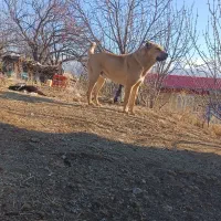 س گ|سگ|کندوان, |دیوار