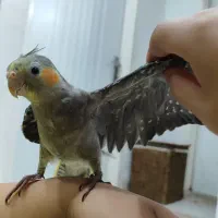 جوجه عروس هلندی|پرنده|رشت, کوی مهر|دیوار