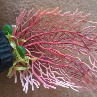 درخت چرخ فلک