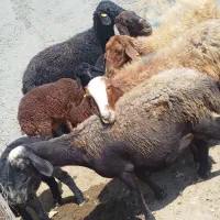 میش و بره