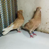 یجفت کفتر زرد و شازده گلی نر