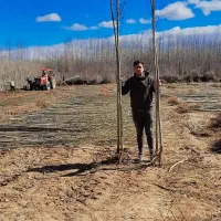 صنوبر نیگرا|خدمات باغبانی و درختکاری|آمل, |دیوار