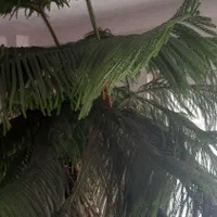 کاج مطبق ۳ متری کاملا سرحال|گل و گیاه طبیعی|تهران, ابوذر|دیوار