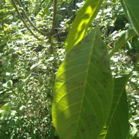 باغداری،باغبانی،نگهداری و فروش گل و گیاه آپارتمانی|خدمات باغبانی و درختکاری|قم, نیروگاه|دیوار
