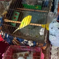 جفت مرغ عشق