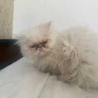 گربه پرشین سوپر فلت|گربه|مشهد, گوهرشاد|دیوار