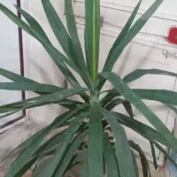 گیاه یوکا خنجری