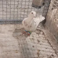 کفتر  کبوتر|پرنده|تهران, قصر فیروزه ۲|دیوار