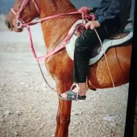 اسب|اسب و تجهیزات اسبسواری|کازرون, |دیوار