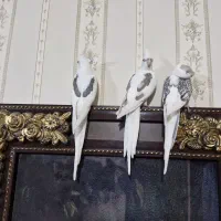 عروس هلندی البینو مهر نر|پرنده|ساوه, |دیوار